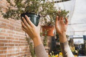 Crop hands hanging plant