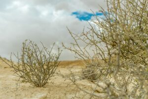 A selective focus shot of dry shrubs on the sand with a cloudy gray sky in the background